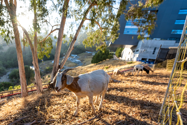 Goats grazing at Berkeley Lab (Credit: Berkeley Lab)