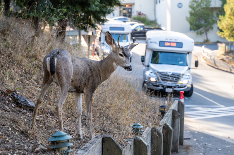 Lab shuttle buses dropping off passengers while a local deer forages. (Credit: Berkeley Lab)