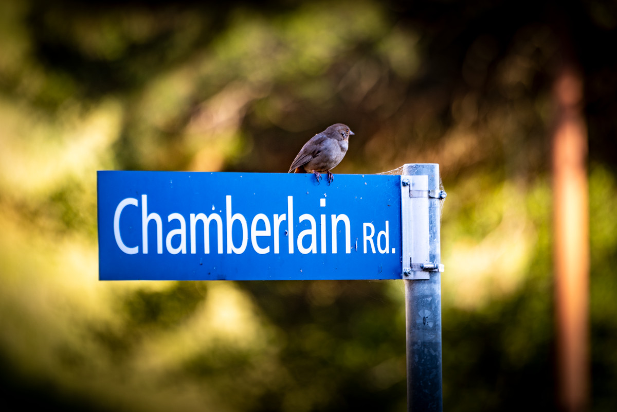 A bird sitting on the sign at the intersection of Chamberlain and McMillian Roads, near Building 71 and 46, is one of the many signs that the lack of people at the lab during the lab shutdown due to the COVID-19 pandemic shelter-in-place order has allowed the local widlife to fill in the now empty spaces. 05/07/2020 Berkeley, California. (Credit: Berkeley Lab)