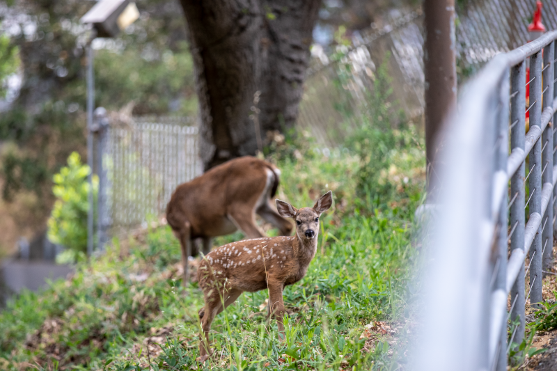 Deer munch on the foliage at Berkeley Lab. (Credit: Marilyn Sargent/Berkeley Lab).